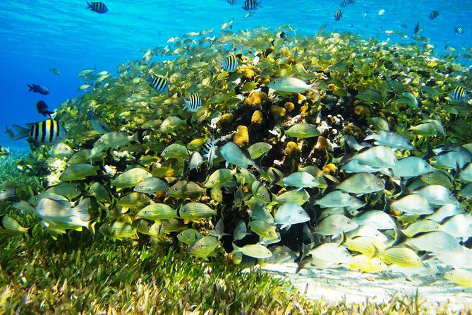 Cozumel Snorkeling Tour at Palancar & Colombia Reefs and El Cielo - The crew can make or break the outing