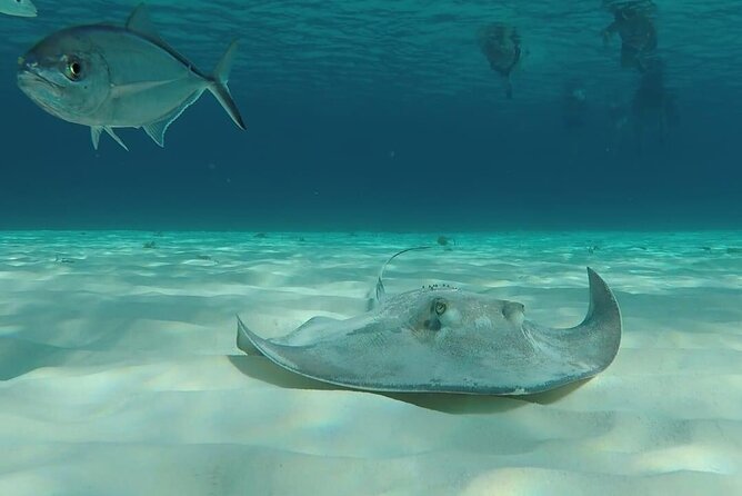 Cozumel Snorkeling Tour: Palancar, Columbia and El Cielo Reefs - Guides, equipment, and the small-boat setup