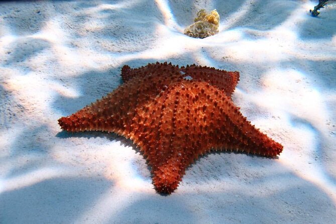 Cozumel snorkeling tour: Palancar, Columbia and El Cielo reefs - Getting to Marina Caleta from the cruise terminals