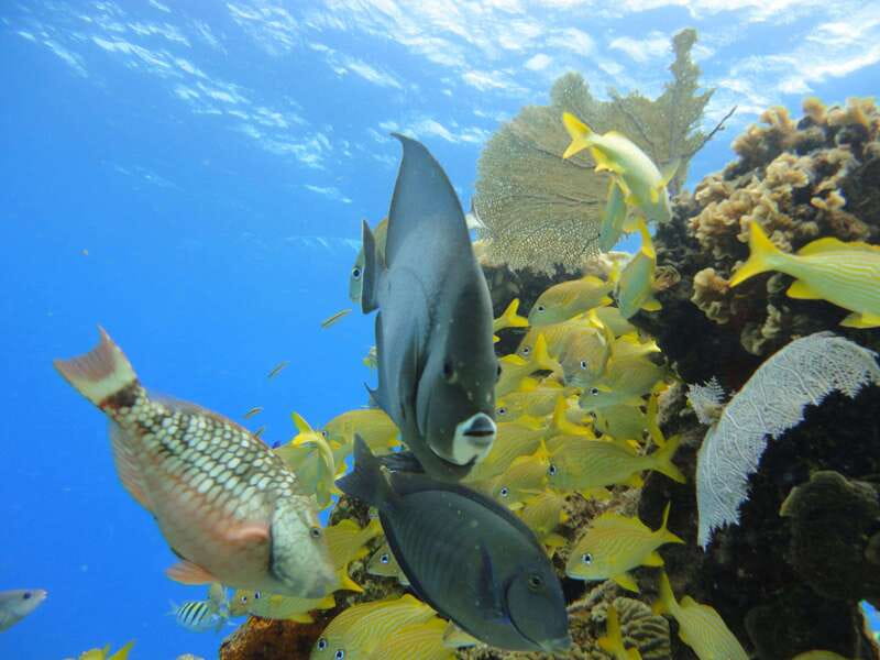 Cozumel: VIP Glass Bottom Boat & Snorkeling 3 Reefs Tour - The Crew Makes This Work for Beginners