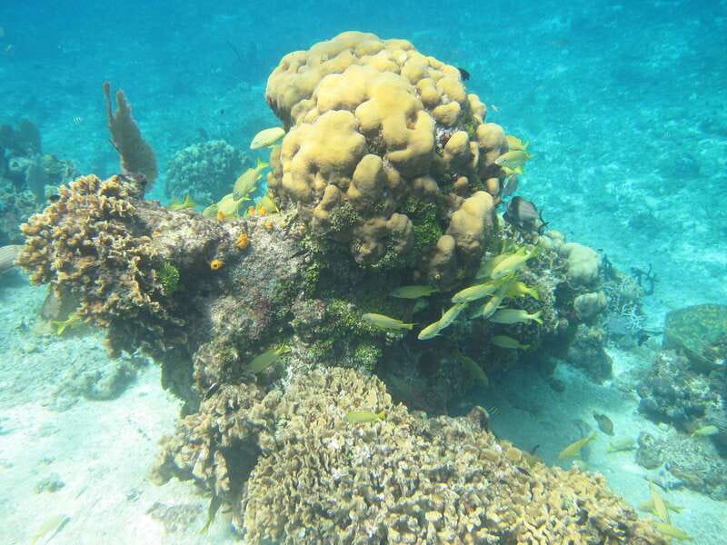 Cozumel: VIP Glass Bottom Boat & Snorkeling 3 Reefs Tour - Timing, Weather, and Sea Conditions