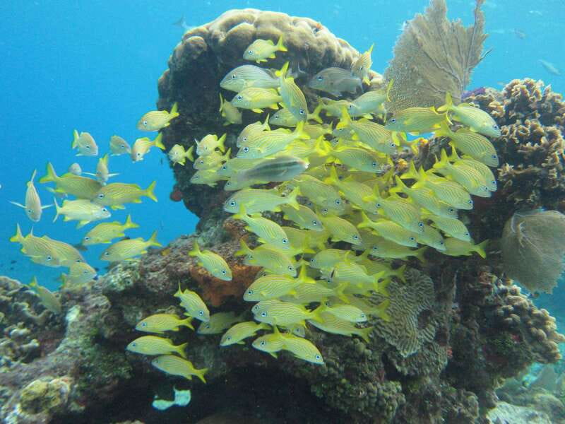 Cozumel: VIP Glass Bottom Boat & Snorkeling 3 Reefs Tour - Should You Book the Glass-Bottom Boat Tour?