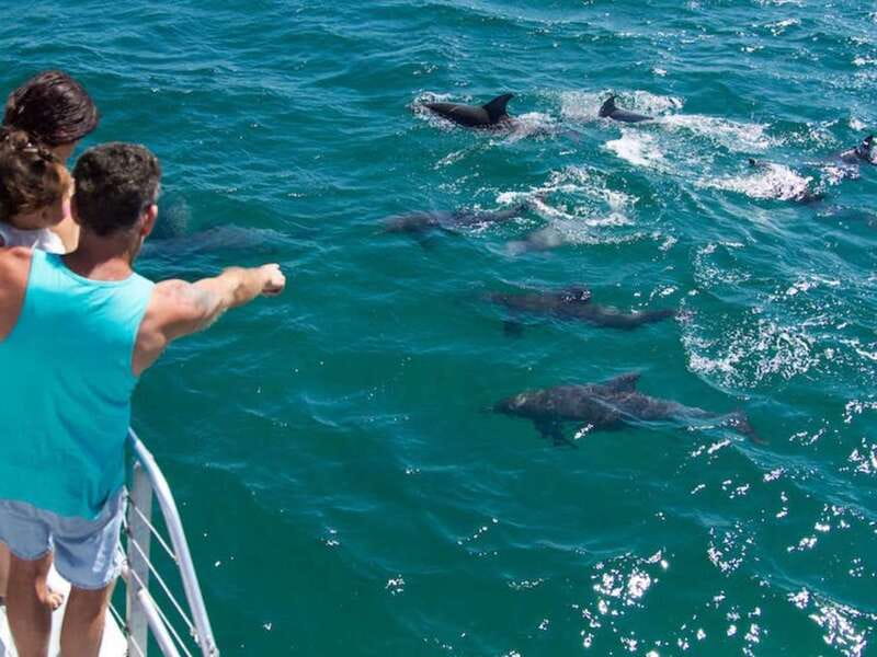 Destin: Dolphin Watching Cruise - Key points to know before you go