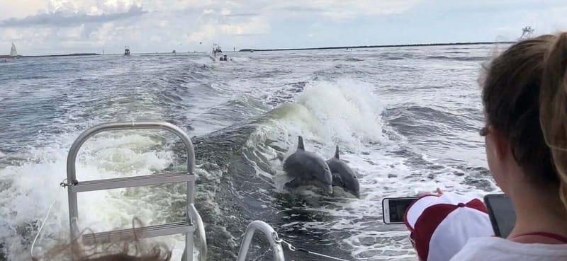 Destin: Dolphin Watching Cruise - Booking and timing tips