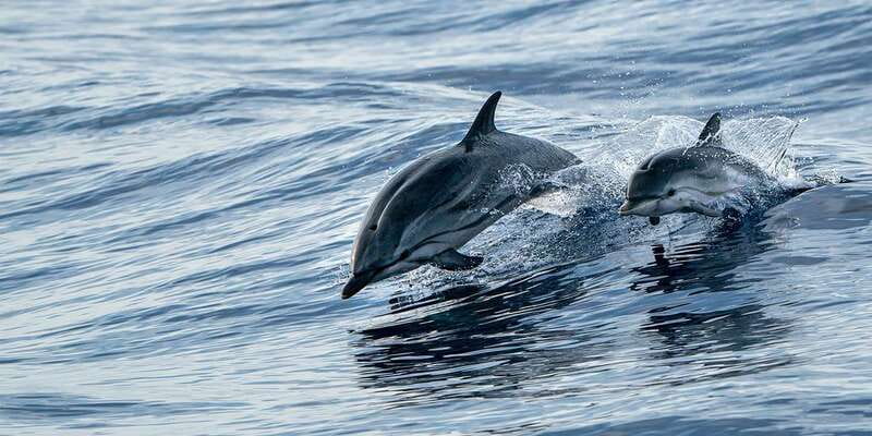 Destin: Dolphin Watching Cruise - Searching the Emerald Coast for dolphins