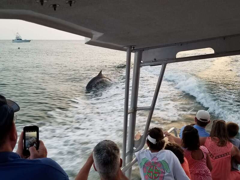 Destin: Dolphin Watching Cruise - More than dolphins in the water