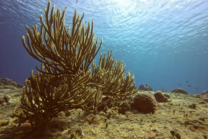 Discover Scuba Diving - What your two and a half hours look like