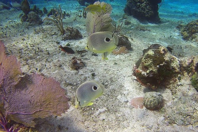 Discover Scuba Diving - A smart choice for cruise passengers