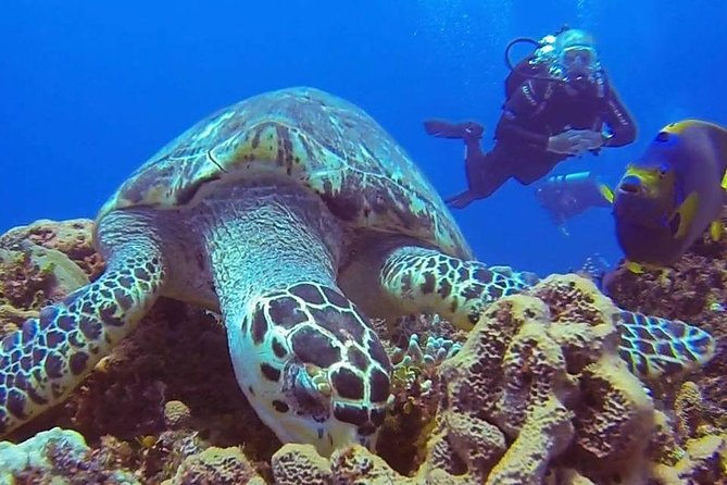 Discover Scuba Diving - Medical rules and who should choose this