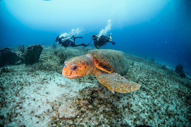Discover Scuba Diving & Beach Club with Transportation In Riviera Maya - What the reef may be like
