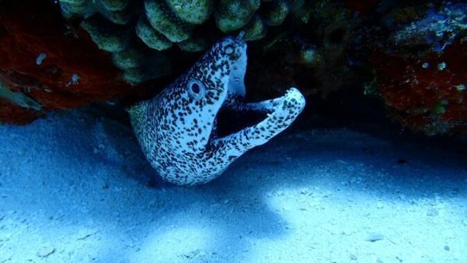 Discover Scuba Diving in Cozumel Paradise Reef - Key things to know before you book