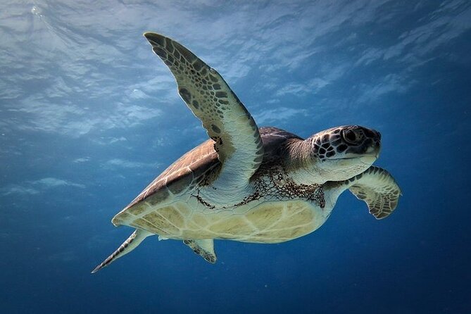 Discover Scuba Diving in Cozumel Paradise Reef - The second session at Paradise Reef
