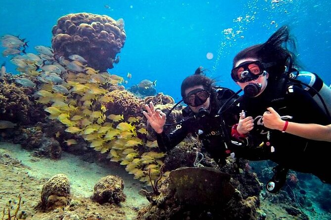 Discover Scuba Diving in Cozumel Paradise Reef - Cruise-ship timing needs careful planning