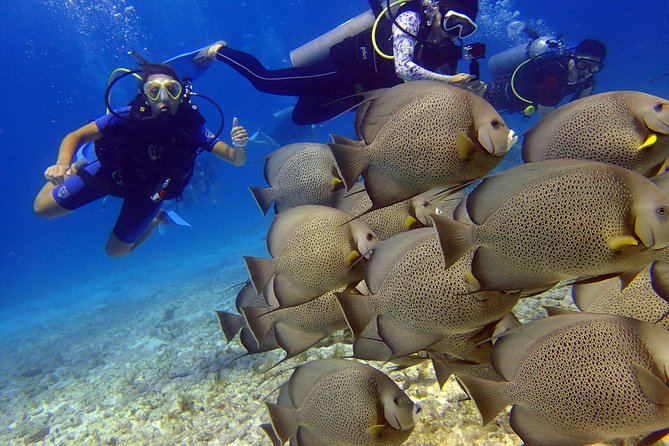 Diving in the Mexican Caribbean for Beginners | 2 Tanks 2 Dives | All Inclusive - What the $190.69 price covers