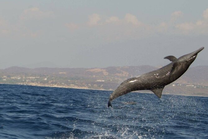 Dolphin & Whale Watching in Puerto Escondido - From Playa Zicatela to the main bays