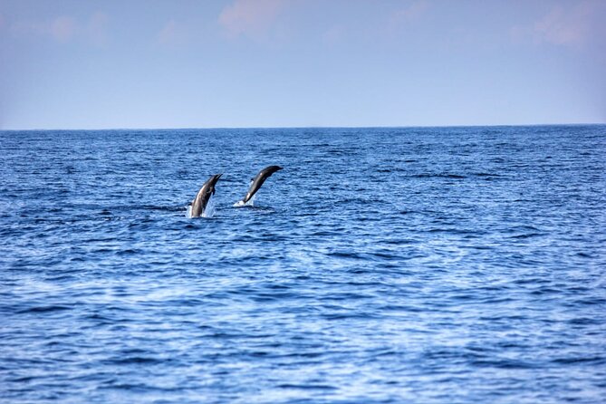 Dolphin & Whale Watching in Puerto Escondido - Whales are a thrilling bonus, not a promise