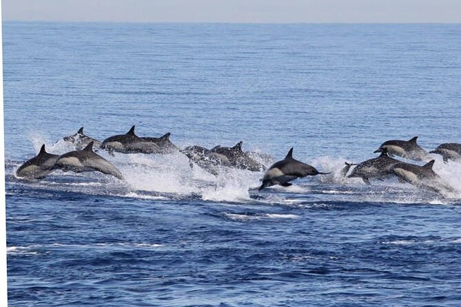 Dolphin & Whale Watching in Puerto Escondido - Turtles, rays, and surprising sightings