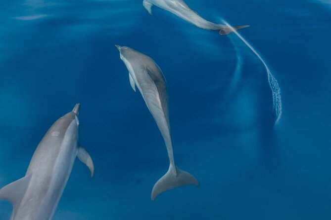 Dolphin & Whale Watching in Puerto Escondido - Why the small group improves the morning