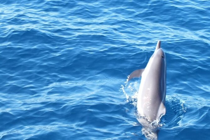 Dolphin & Whale Watching in Puerto Escondido - Is $65.57 a fair price?