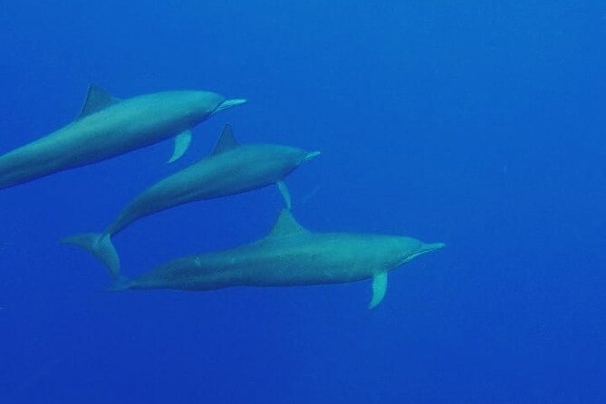 Dolphin & Whale Watching in Puerto Escondido - Finding dolphins in their own habitat