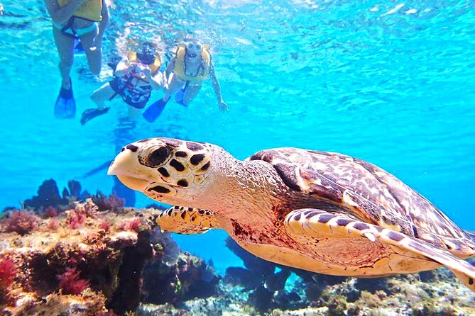 El Cielo Cozumel Snorkeling Tour - All-Inclusive - Pickup is useful, but allow extra time
