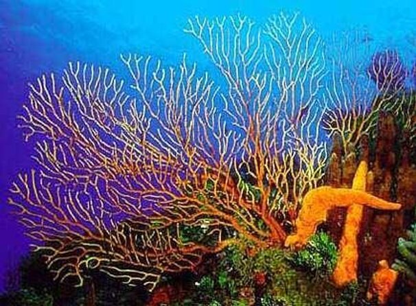 El Cielo Cozumel Snorkeling tour by Private Boat - Key points to know before you book