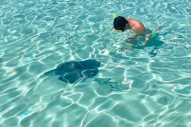 El Cielo Cozumel Snorkeling tour by Private Boat - The wildlife you might see