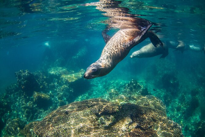 Espiritu Santo Island Snorkel & Sea Lion Adventure - Why Espiritu Santo makes such a good day trip