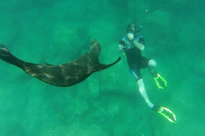 Espiritu Santo Island Snorkel & Sea Lion Adventure - Snorkeling with the sea lions at Isla los Islotes