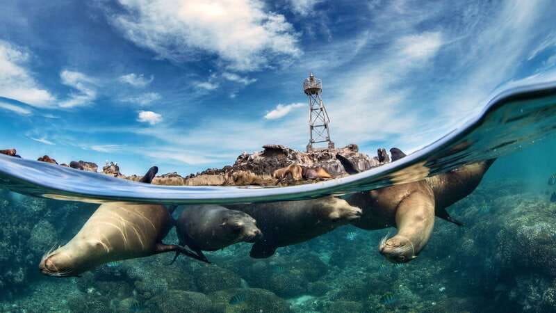 Espiritu Santo Island: Snorkeling Sea Lion Adventure - Leaving La Paz at 9:00 in the morning