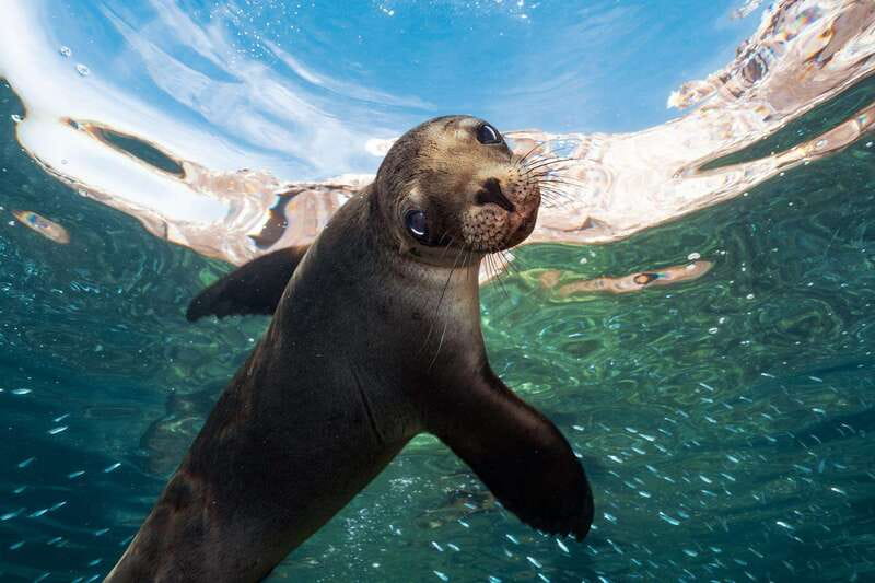 Espiritu Santo Island: Snorkeling Sea Lion Adventure - Espírito Santo Island beaches and a ceviche lunch
