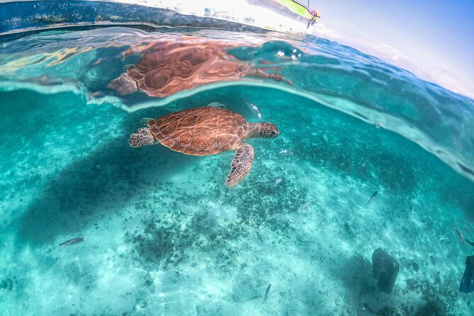 Exotik half a day tour: Cenote Cave and Swimming with Sea Turtles - Guides, safety, and group size