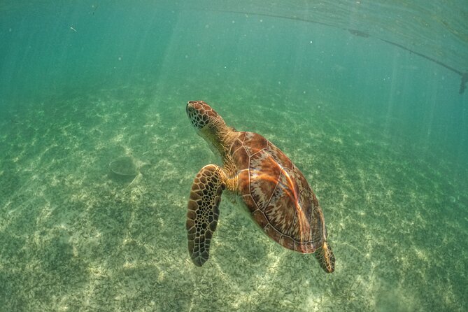 Exotik half a day tour: Cenote Cave and Swimming with Sea Turtles - Transportation and the real time commitment