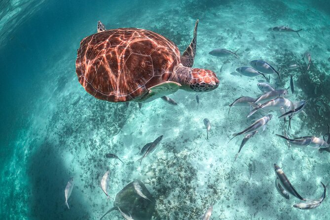 Exotik half a day tour: Cenote Cave and Swimming with Sea Turtles - Booking, cancellation, and practical planning