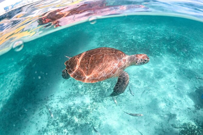Exotik half a day tour: Cenote Cave and Swimming with Sea Turtles - Akumal Beach: the turtle encounter