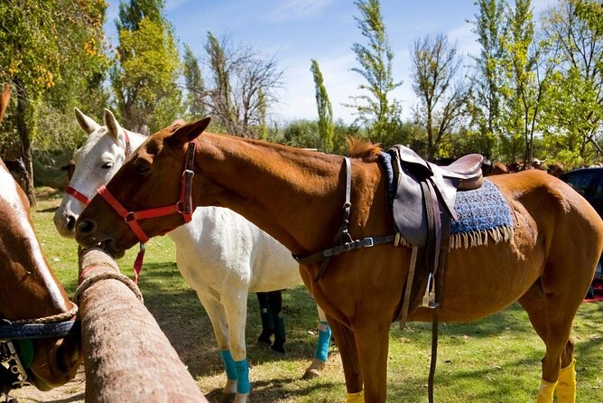 Extreme Horses Adventure with ATV, Ziplines & Cenote - The cenote swim, zipline, and jump platform