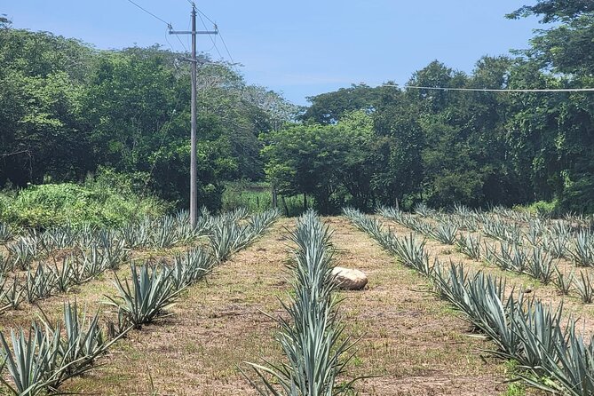 Finca 18 Puerto Vallarta Tequila Tour + Chocolate Pairing - Why the Mexican chocolate pairing earns its extra cost