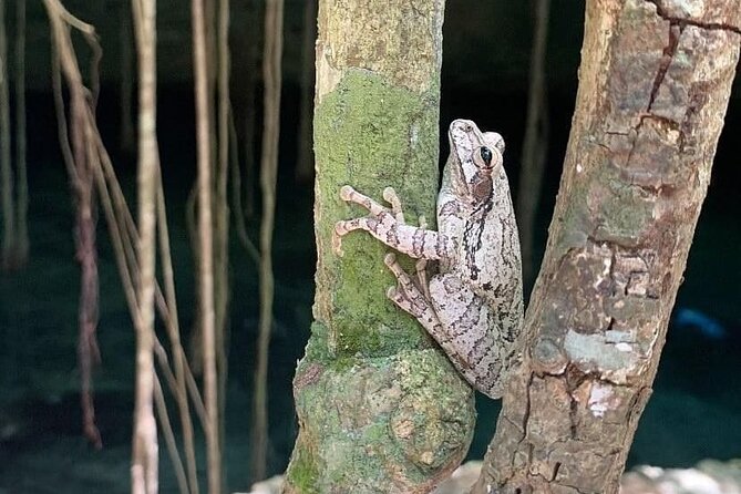 Five Cenotes Jungle Experience in the Riviera Maya - Lunch at Lara&Luca Playa del Carmen