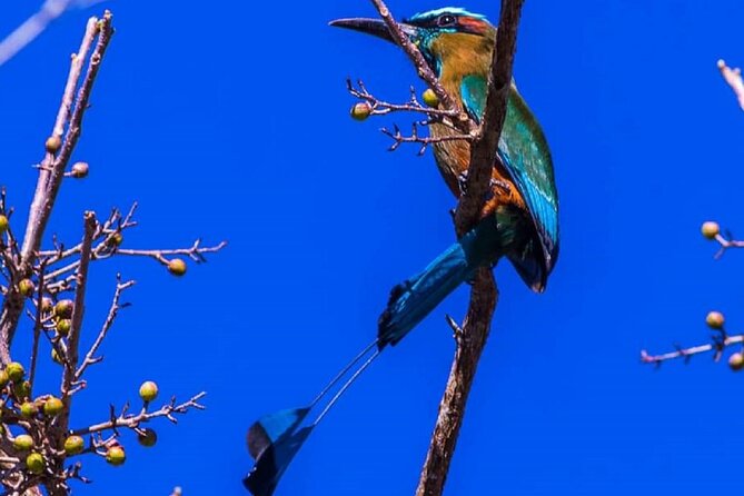Five Cenotes Jungle Experience in the Riviera Maya - Who will enjoy this most?
