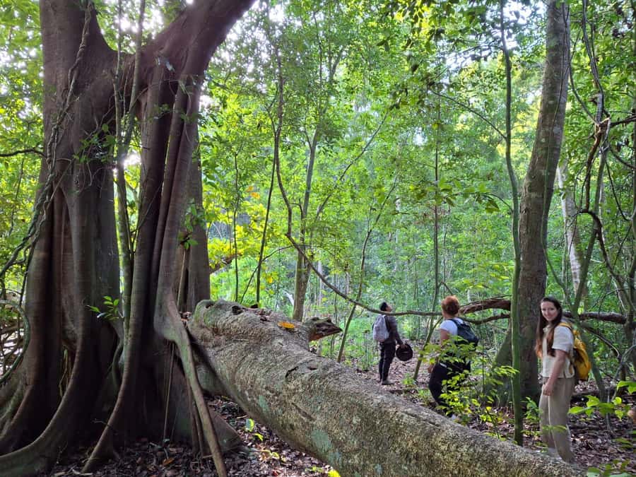 From Bacalar: Calakmul Ruins Expedition & Jungle Trek - Key Details Before You Book