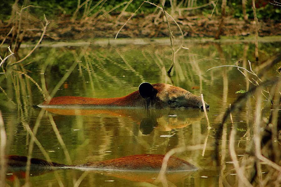 From Bacalar: Calakmul Ruins Expedition & Jungle Trek - Who Should Book This Calakmul Day Trip?