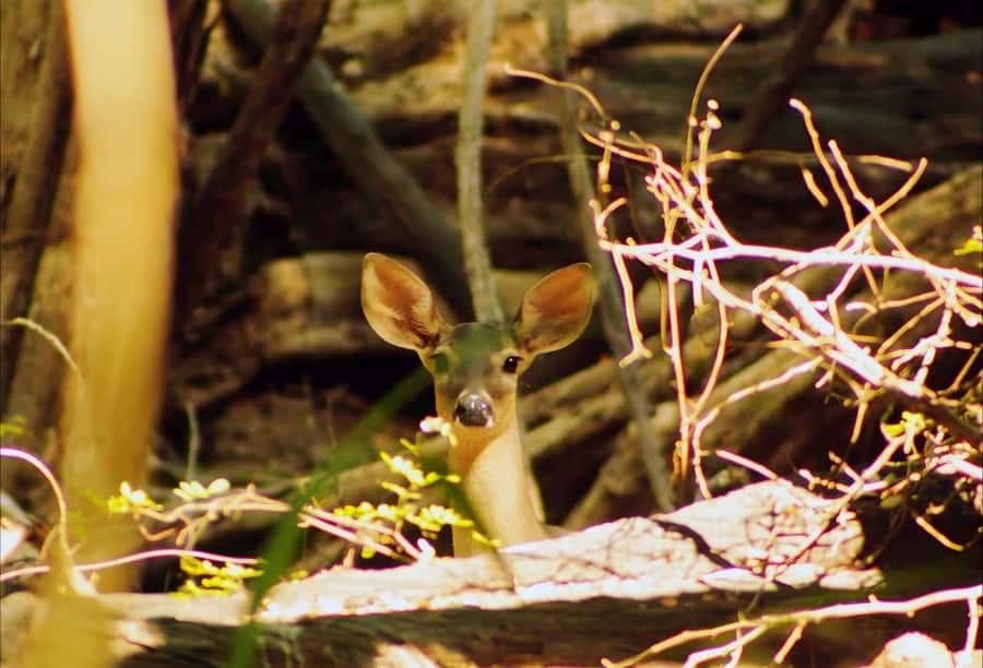From Bacalar: Calakmul Ruins Expedition & Jungle Trek - Why the Guide Makes a Difference