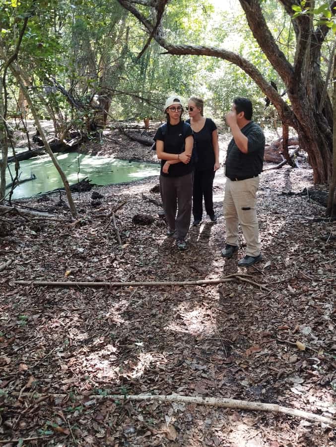 From Bacalar: Calakmul Ruins Expedition & Jungle Trek - The Real Cost: $163 Plus Entrance Fees