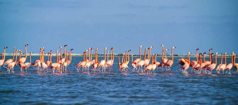 From Cancún: Rio Lagartos & Las Coloradas Day Trip & Lunch - Lunch in the Reserve: Local Flavor, Mixed Results