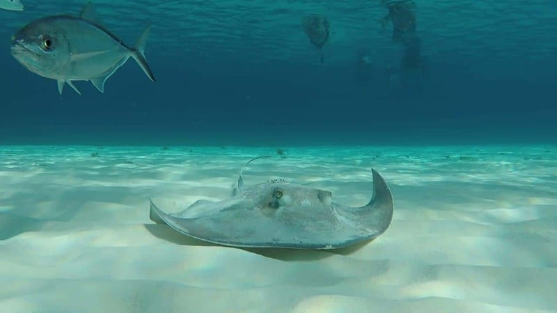From Cozumel: 3 Reefs Boat Tour with Drinks and Snorkeling - Quick takeaways from the boat trip
