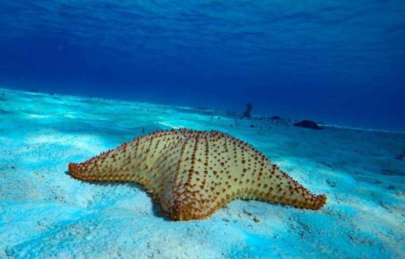 From Cozumel: 3 Reefs Boat Tour with Drinks and Snorkeling - Getting to Marina Cozumel ASIPONA