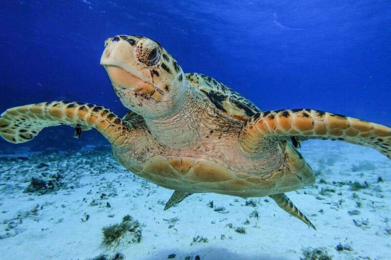 From Cozumel: 3 Reefs Boat Tour with Drinks and Snorkeling - Palancar and Columbia: two chances for reef life