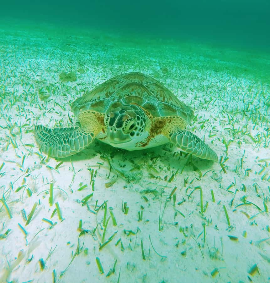 From Cozumel: Starfish, Stingrays and the Turtle Sanctuary - Sun protection and what to bring