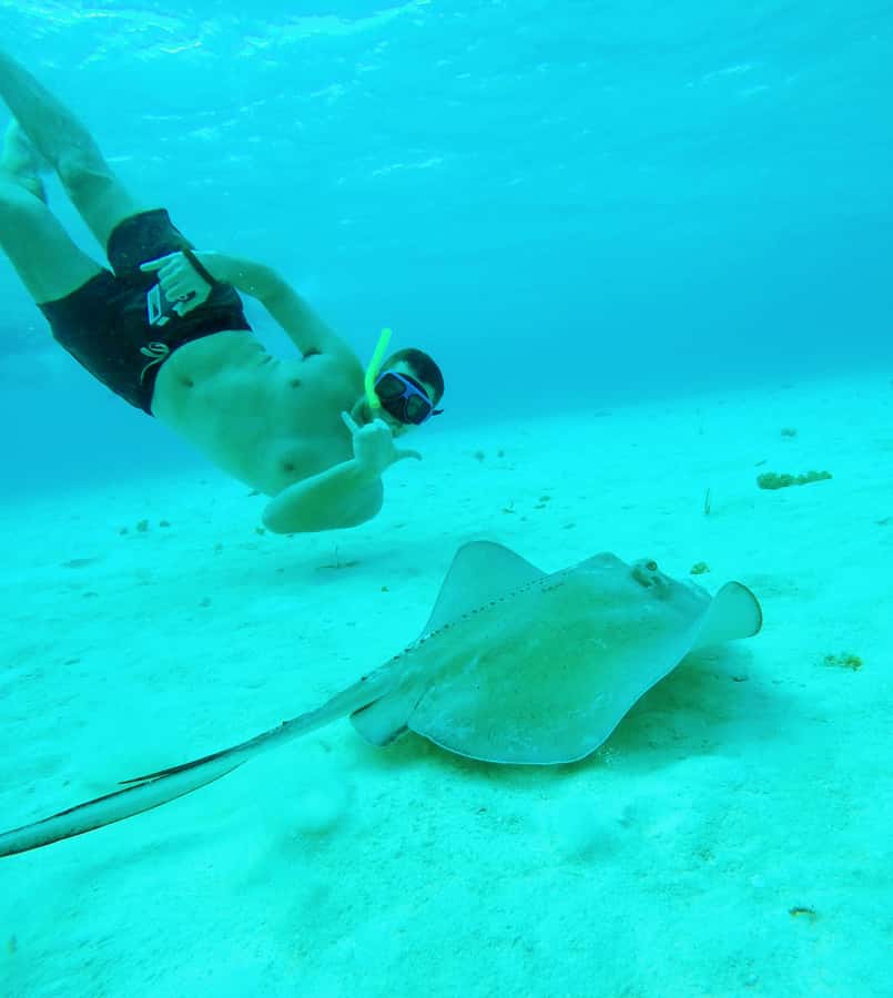 From Cozumel: Starfish, Stingrays and the Turtle Sanctuary - Why this Cozumel snorkeling trip works
