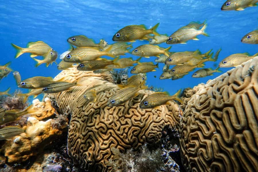 From Cozumel: Starfish, Stingrays and the Turtle Sanctuary - What the guide service is really like
